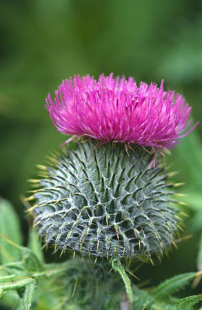 scotland thistle