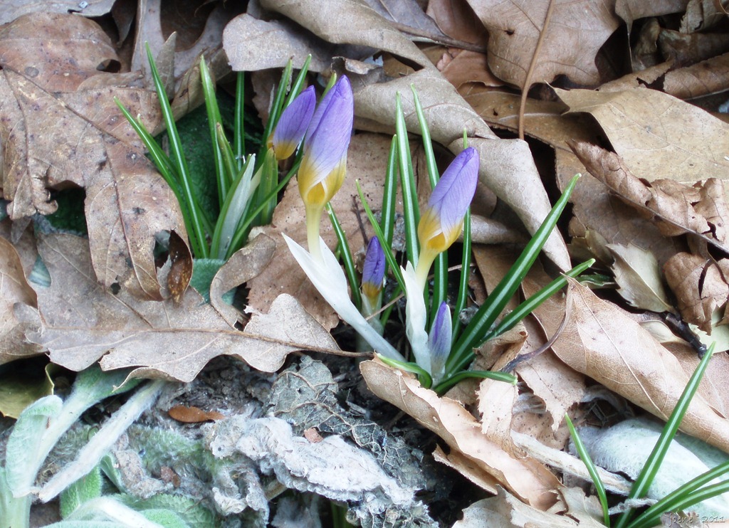 crocus-in-bloom-3-14-11.jpg